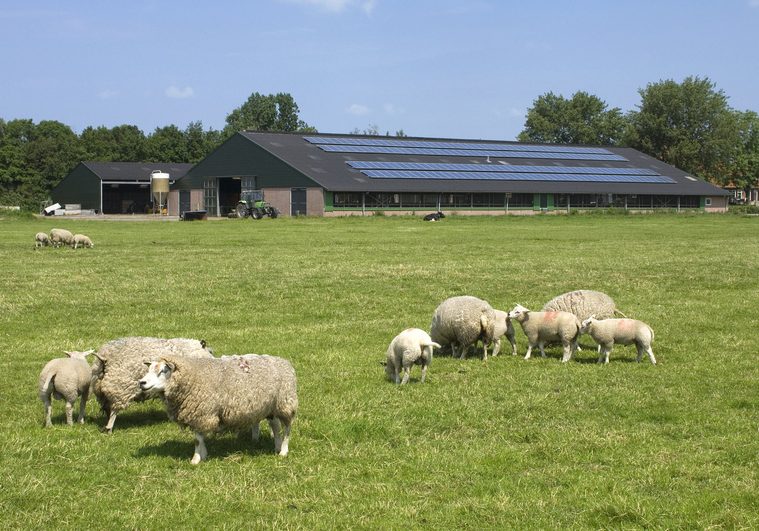 Solar panels installed on a farm building with sheep in a field