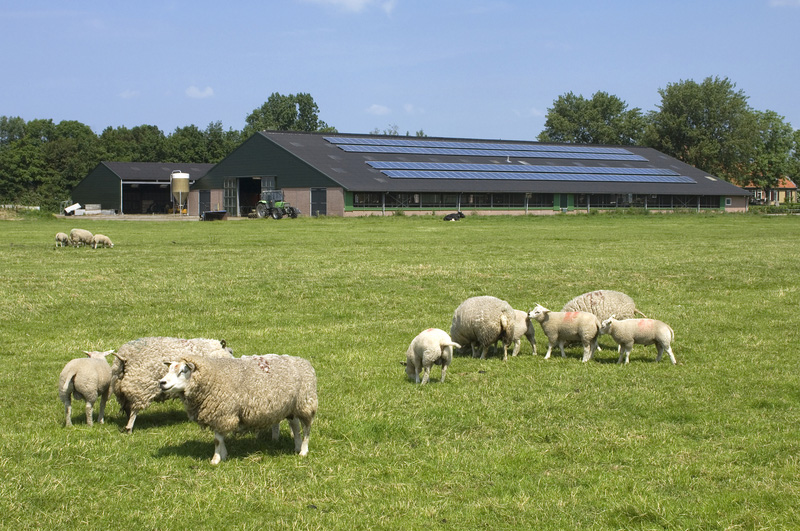 Solar panels installed on a farm building with sheep in a field